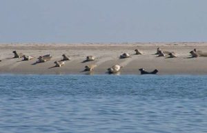 Seehunde im Nationalpark Wattenmeer in Dänemark