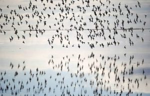 Vogelschwarm auf Fanø