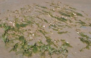 Muscheln und Pflanzen im Wattenmeer auf Mando