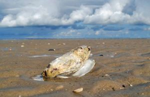 Muschel im Wattenmeer auf Fano