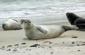 Seehunde im Nationalpark Schleswig-Holsteinisches Wattenmeer