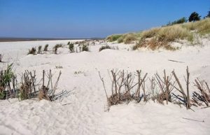 Im Nationalpark Schleswig - Holsteinisches Wattenmeer